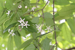 Wrightia tinctoria